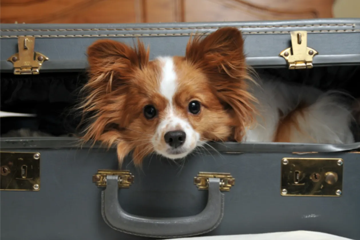 Vacations with dogs-papillon dog in old suitcase